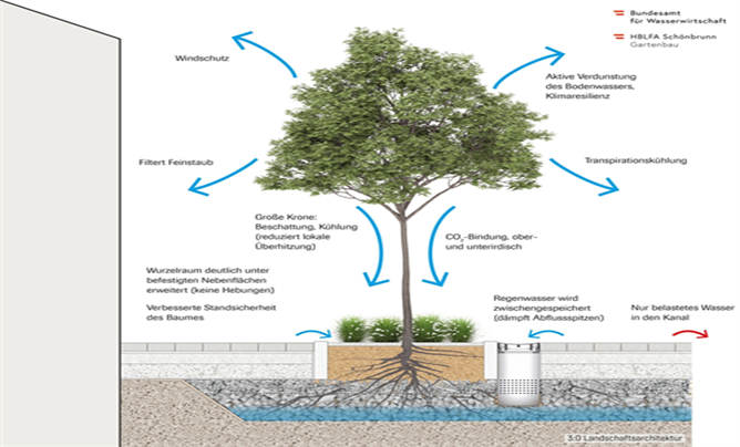 (c)3zu0 Landsschaftsarchitektur Grafik_Funktion Baum_NEU