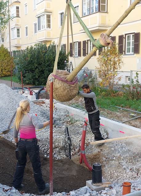 ...und werden von der Gärtnerei Baumgartner gepflanzt...